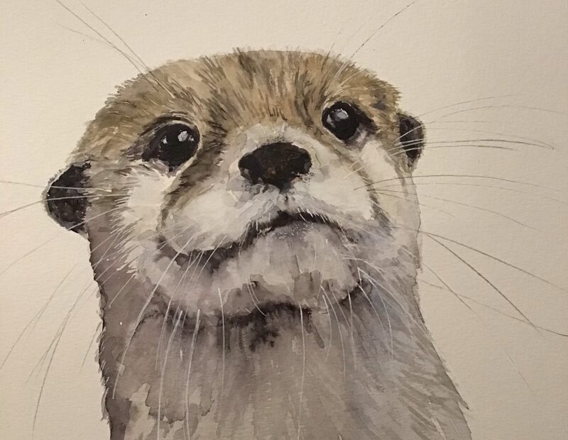Otter Drawings Sketch A Day