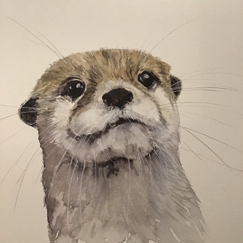Otter Drawings Sketch A Day