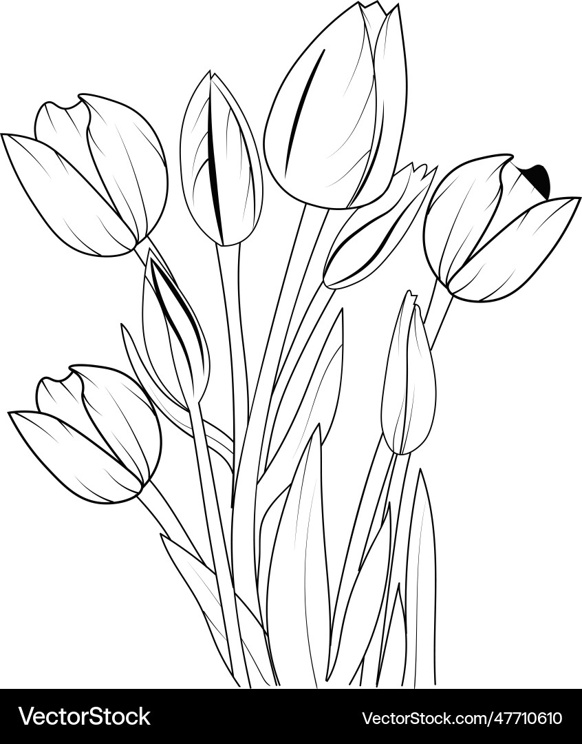 Outline Tulip Flower Drawing Lineart Royalty Free Vector