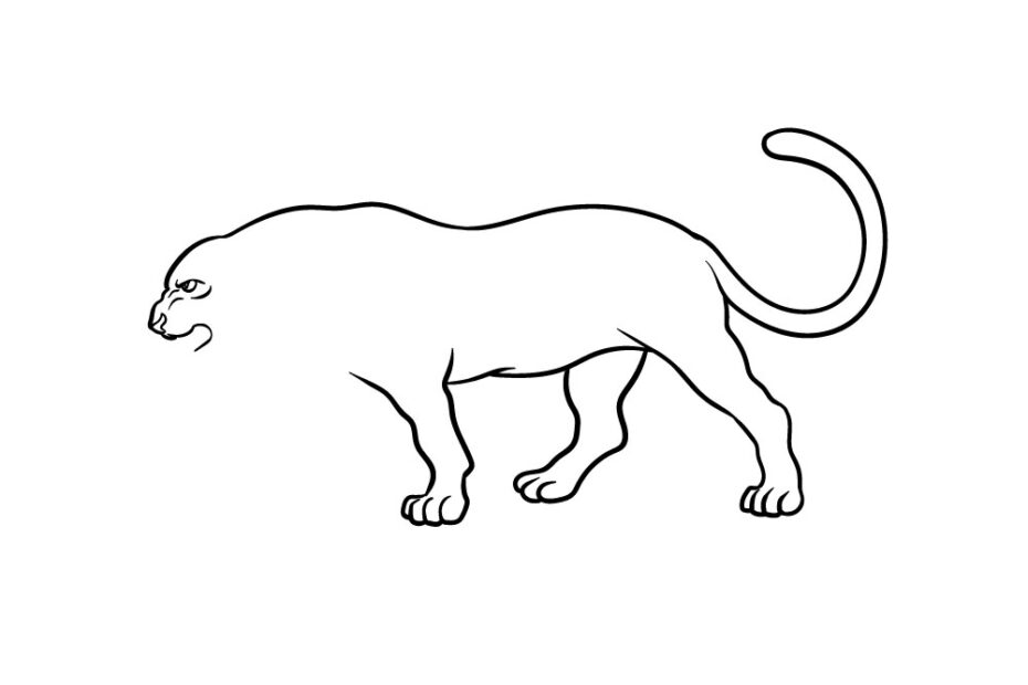 Panther Drawing How To Draw A Panther Step By Step