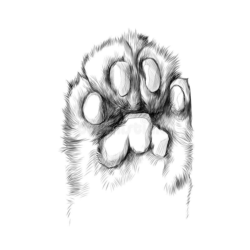 Paw Sketch Stock Illustrations 30 121 Paw Sketch Stock 