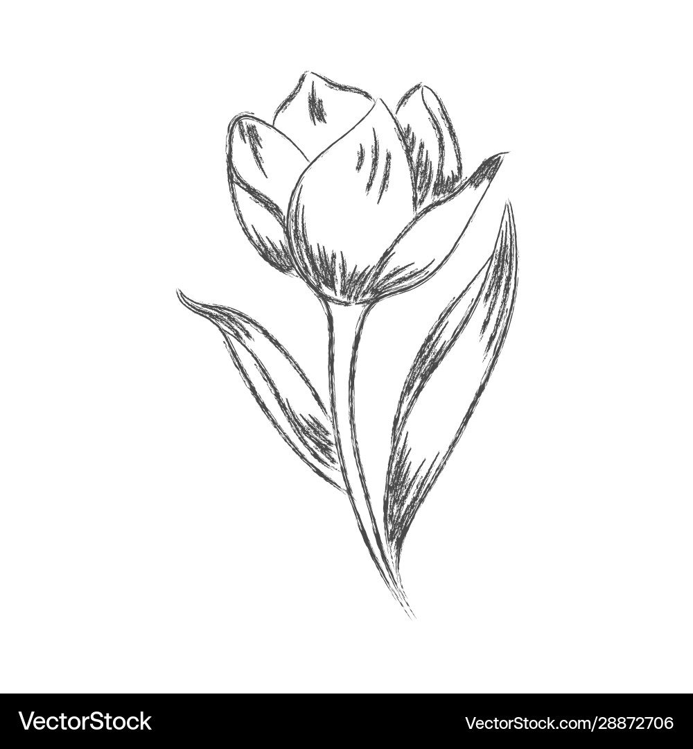 Pencil Drawing A Flower With Leaves Isolated Vector Image