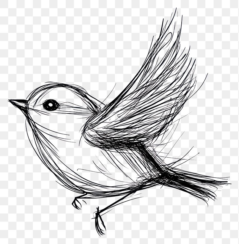 Pencil Drawing Images Free Photos PNG Stickers Wallpapers U0026 Backgrounds Rawpixel