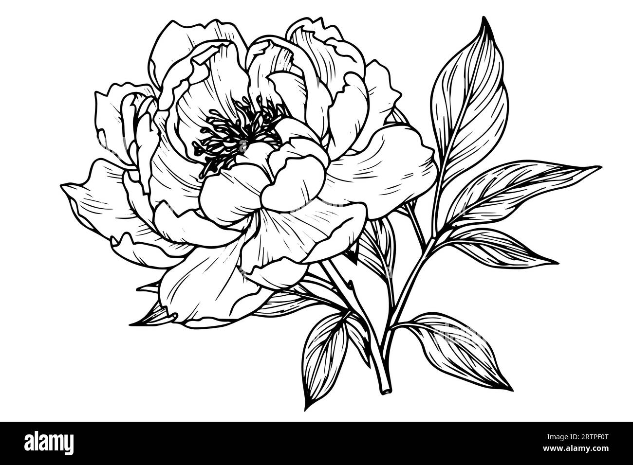 peonies drawing
