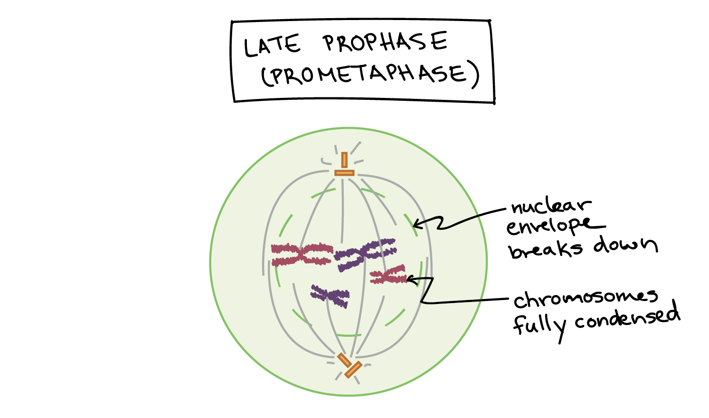 Phases Of Mitosis Mitosis Biology article Khan Academy