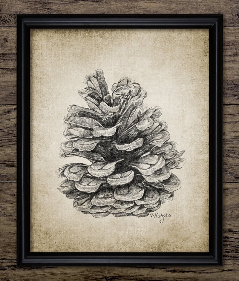 Pine Cone Pencil Drawing Printable Conifer Cone Drawing Fall Forest Autumn Woodland Pine Tree Forest Spruce 3390 INSTANT DOWNLOAD Etsy