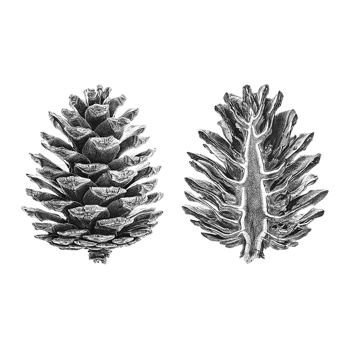 pine cone drawing