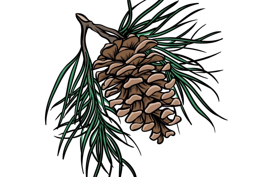 Pinecone Drawing How To Draw A Pinecone Step By Step