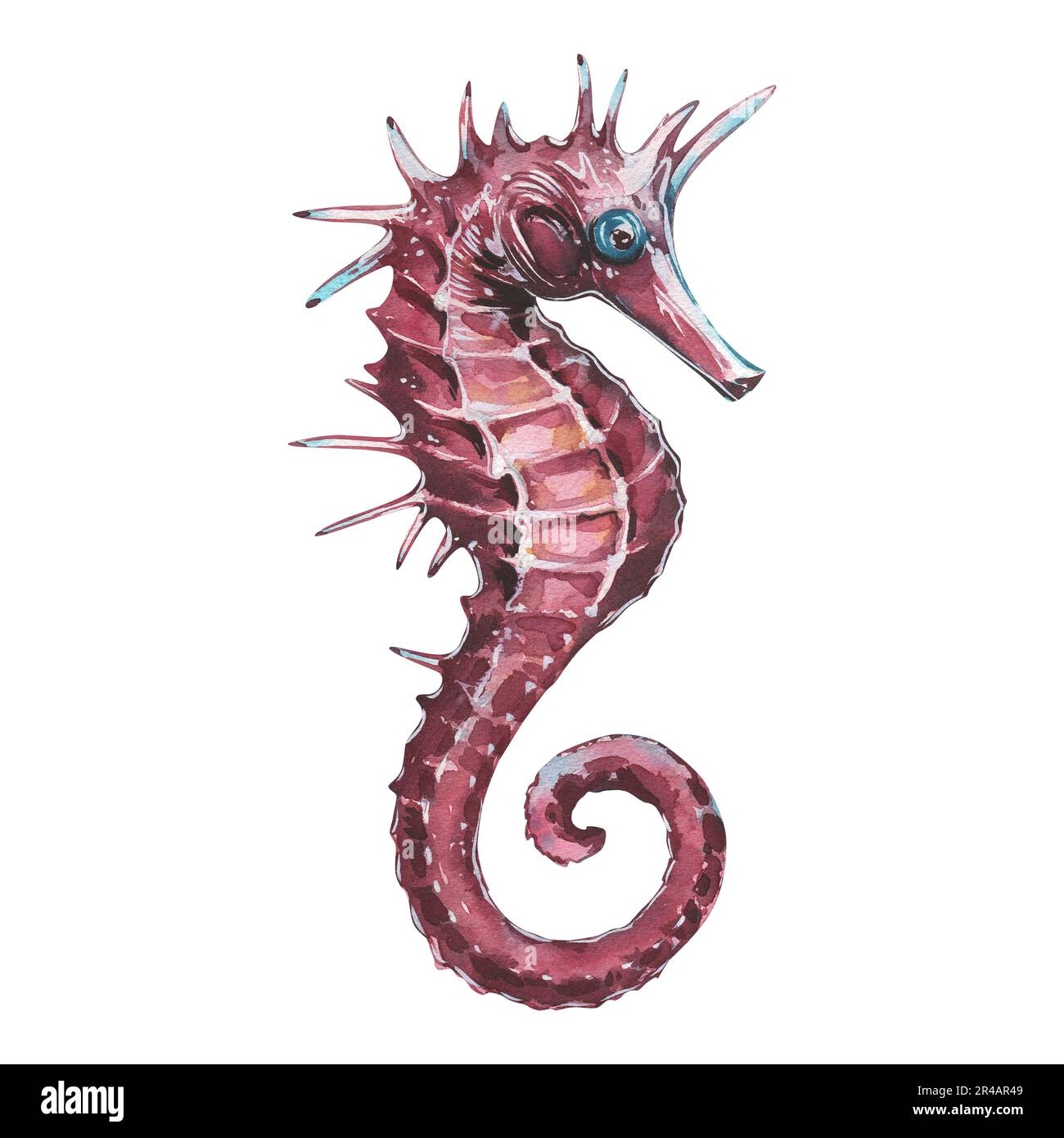 Pink Sea Horse Underwater Texture Isolated On White Background Watercolor Hand Drawing Realistic Marine Illustration Design For Poster Banner Adver Stock Photo Alamy