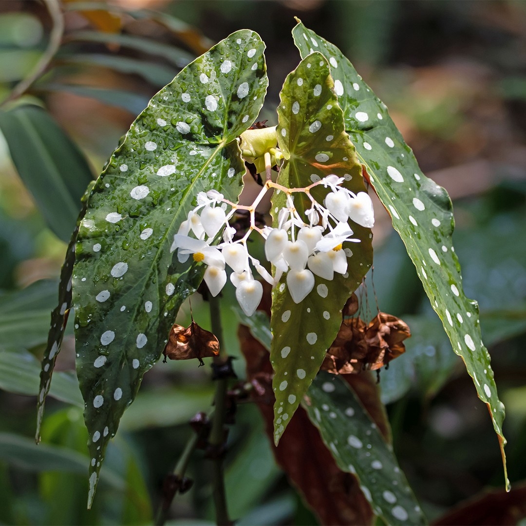 Polka Dot Begonia Begonia Maculata PictureThis
