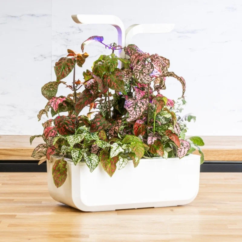 Polka Dot Plant Lingot 