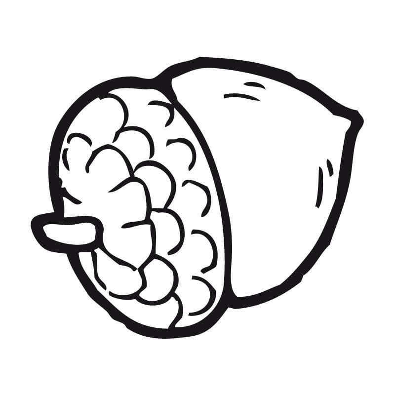 printable acorns to color