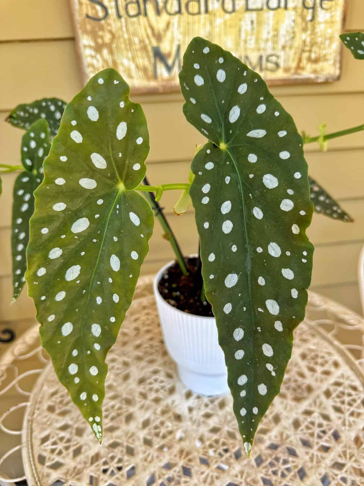 Propagate Your Begonia Maculata A Simple Guide Bricks n Blooms With Stacy Ling