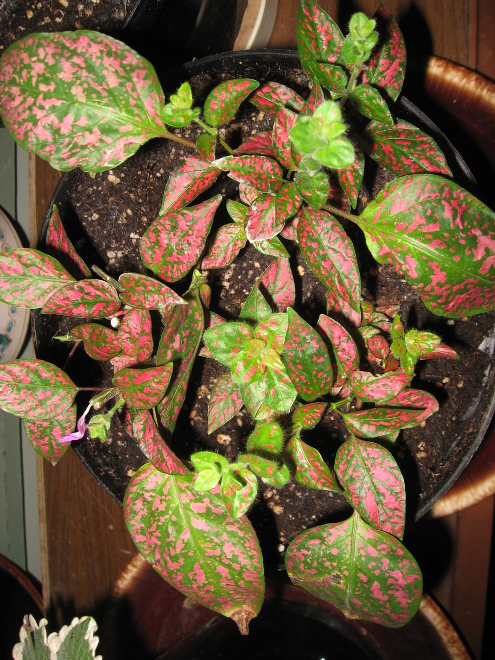 Propagating A Polka dot Plant Manitoba Co operator