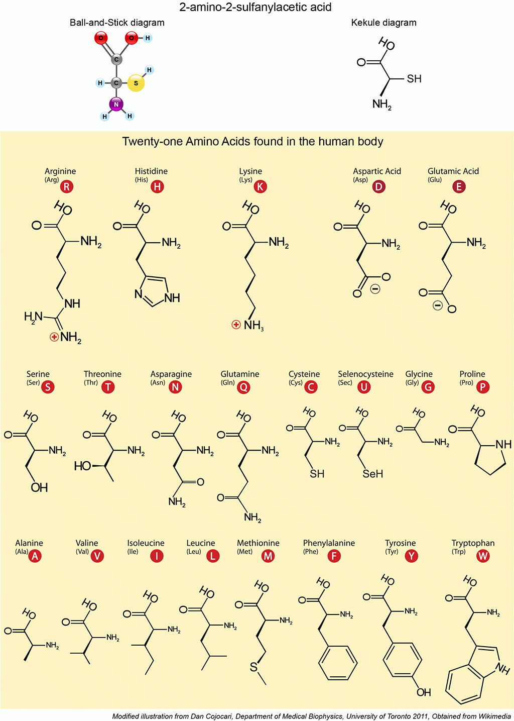 Protein Illustrations And Visualization Ask A Biologist