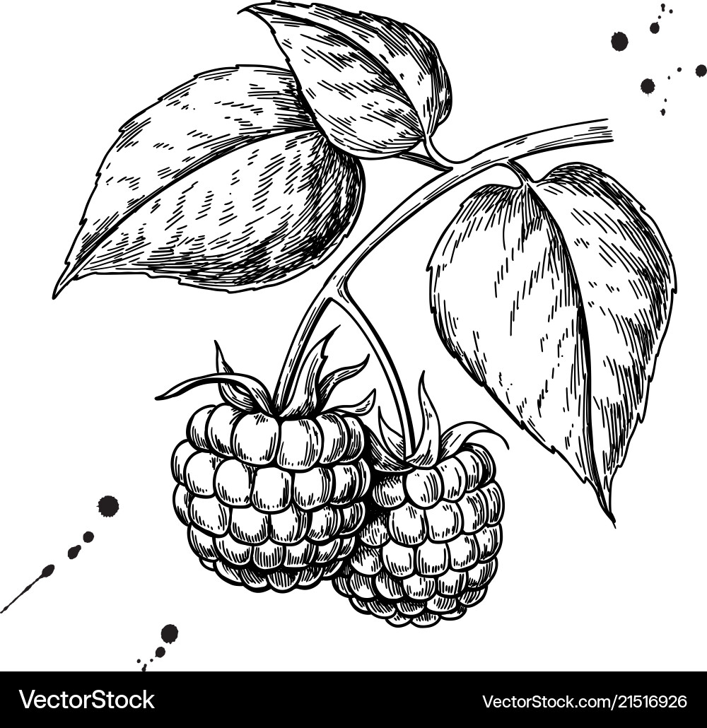 Raspberries Sketch Vector Images over 3 600 