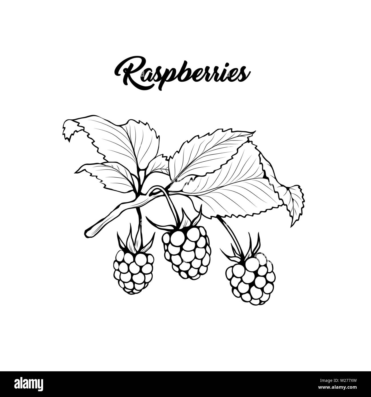 raspberry drawing