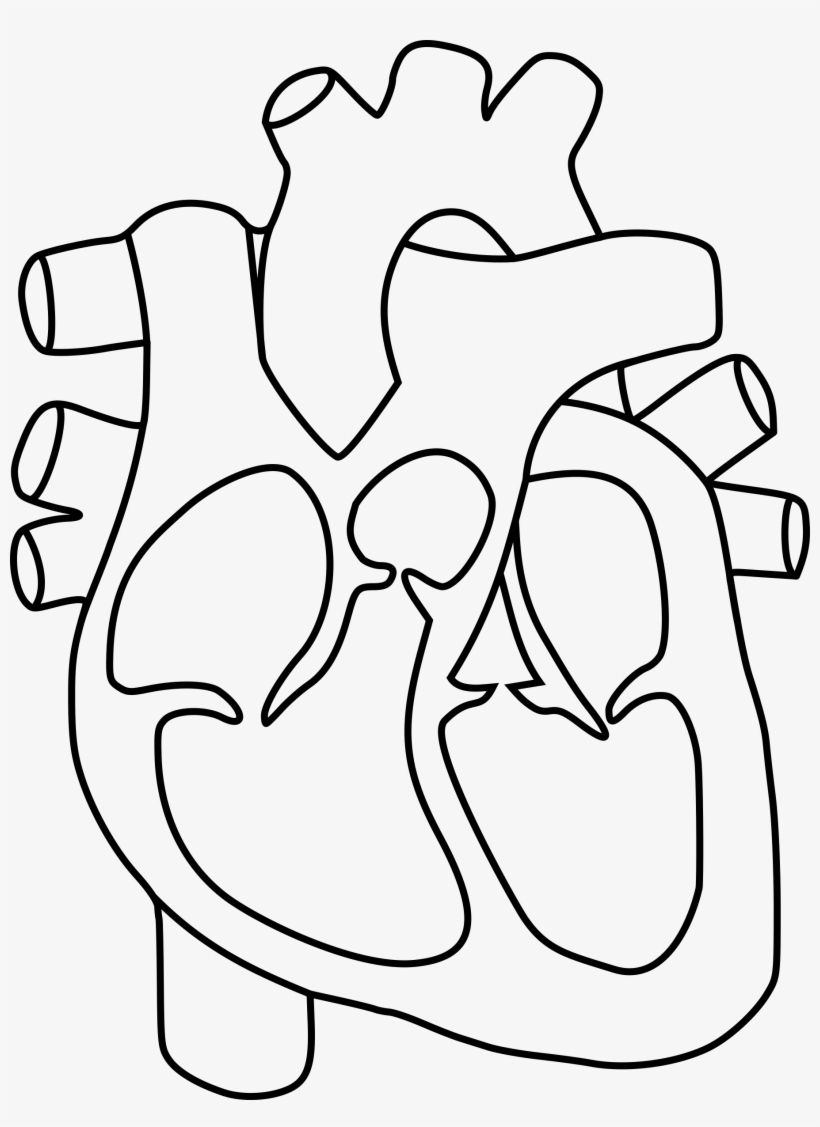 Real Human Heart Drawing At Getdrawings Human Heart With Color 
