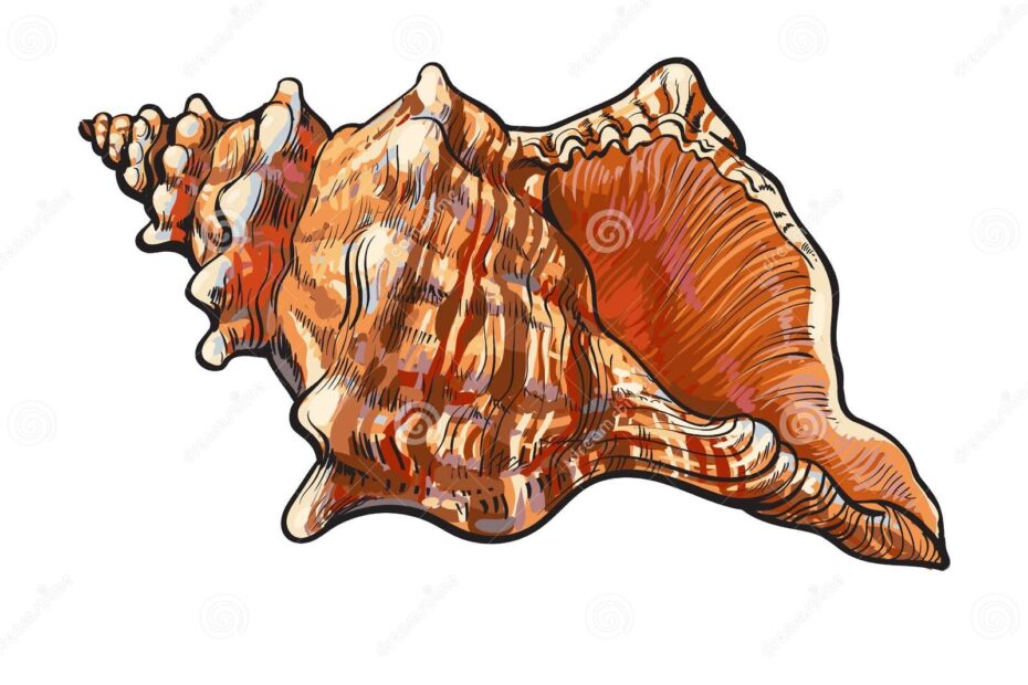 Realistic Conch Shell Stock Illustrations 850 Realistic Conch