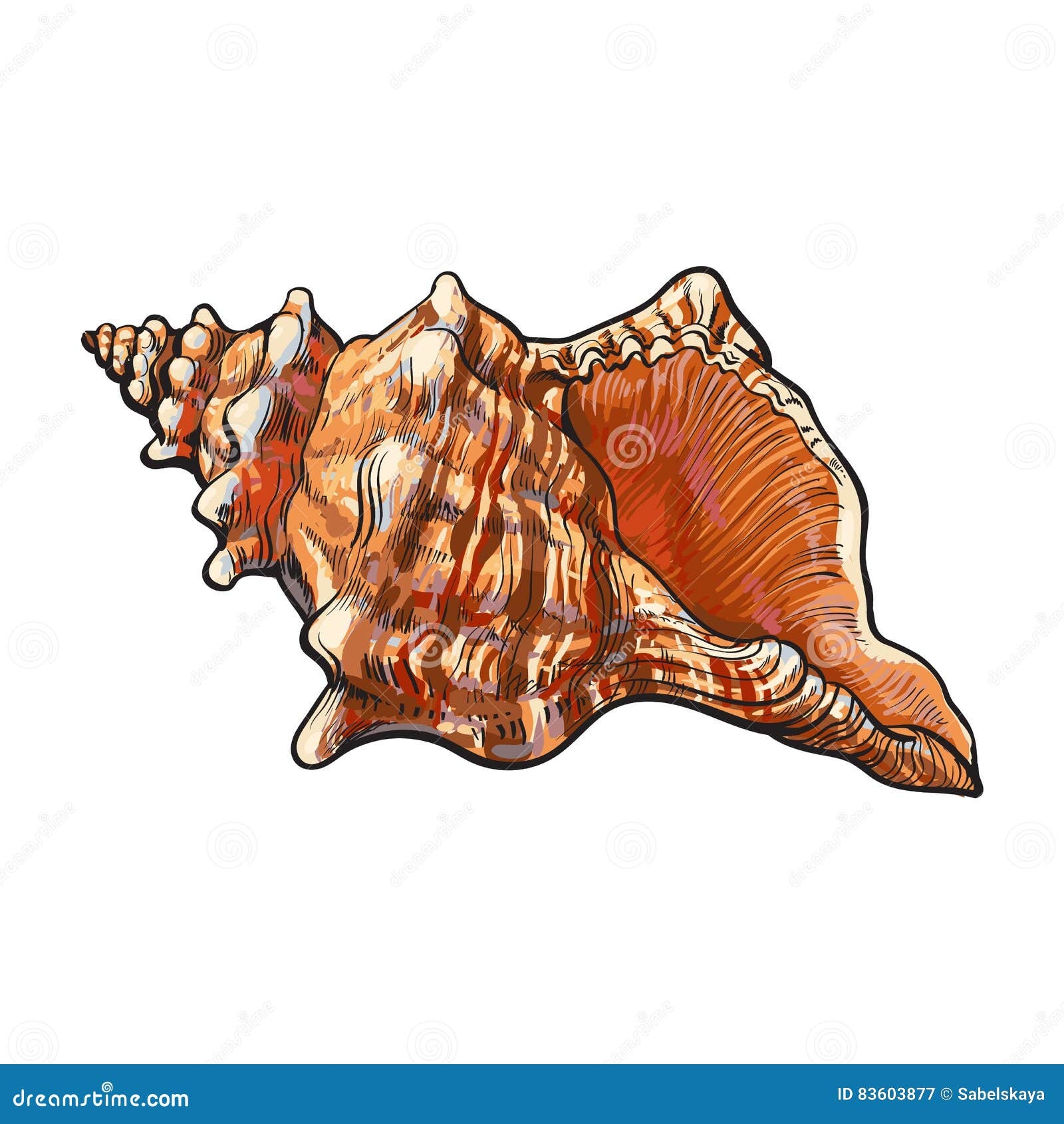 Realistic Conch Shell Stock Illustrations 850 Realistic Conch 