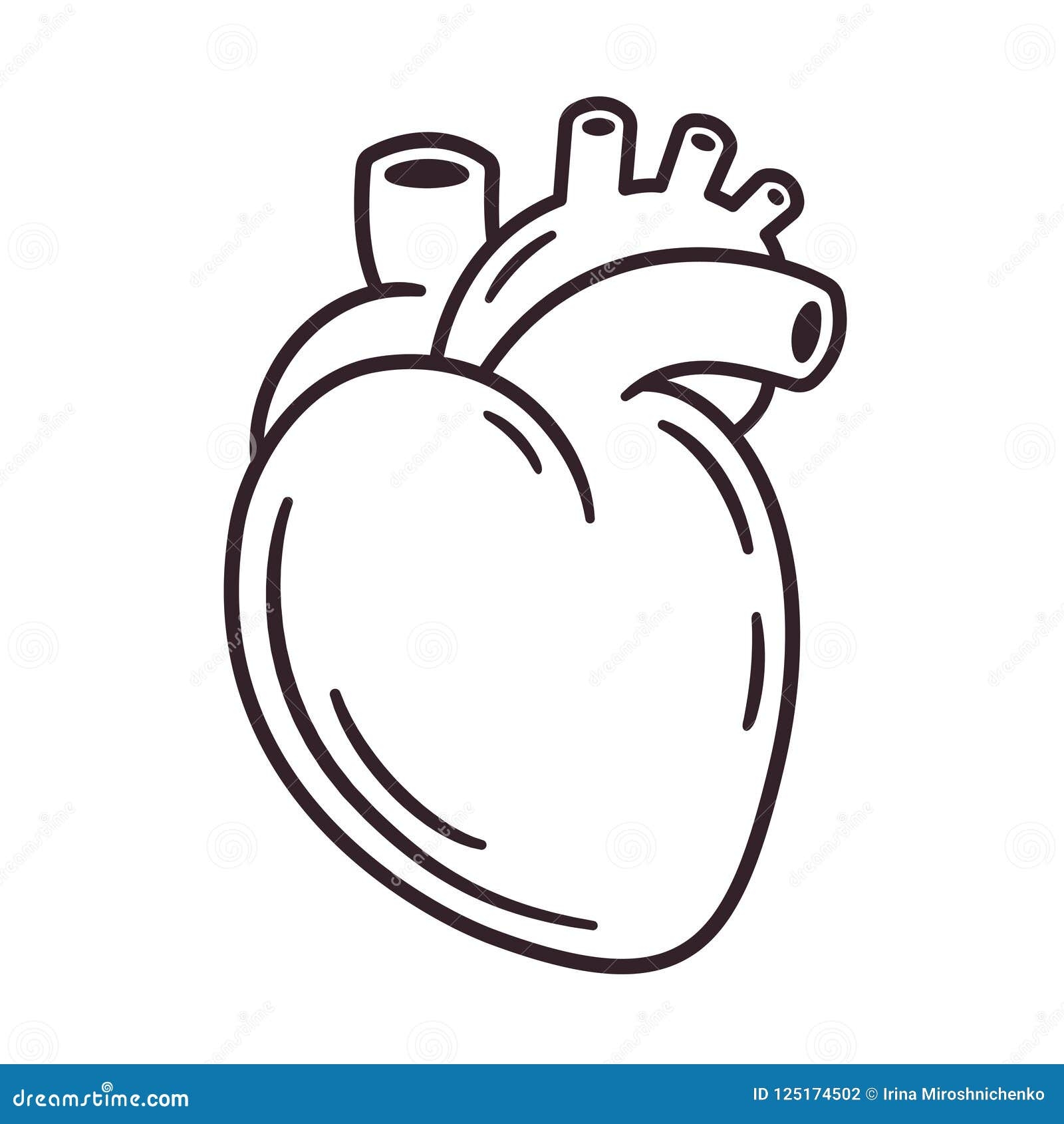 Realistic Heart Drawing Stock Vector Illustration Of Anatomic 