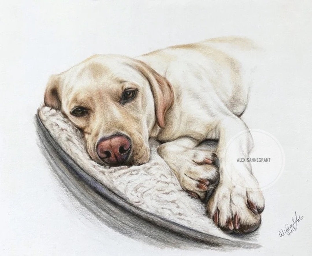 Realistic Pet Portrait Dog Drawing Colored Pencil Art From Photo Animal Lover Gift Cat Lover Memorials Etsy Ireland