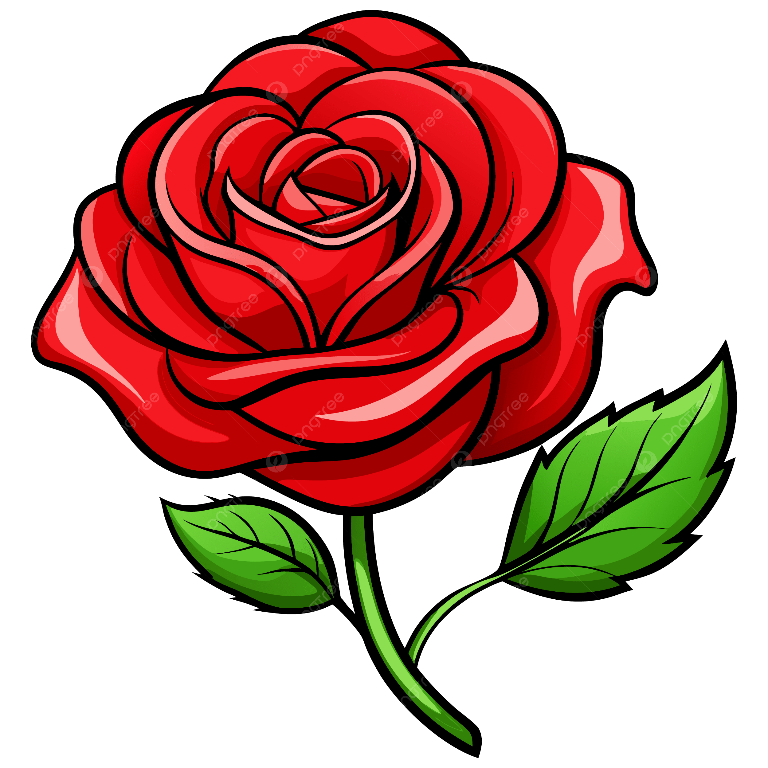 Realistic Red Rose Drawing Rose Flower Red PNG Transparent Image And Clipart For Free Download