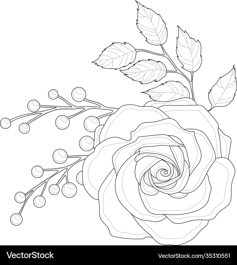 Realistic Rose Flower With Leaf And Berries Sketch