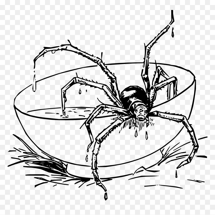 realistic spider coloring pages
