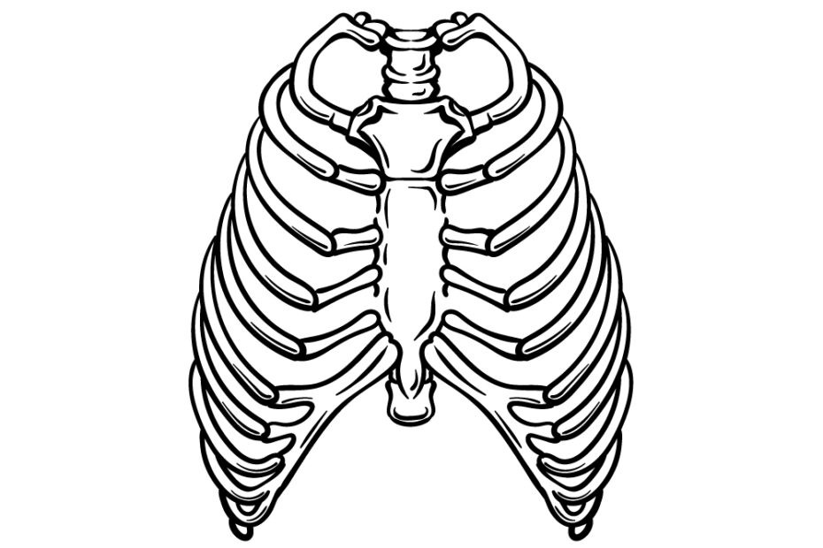 Rib Cage Drawing How To Draw A Rib Cage Step By Step