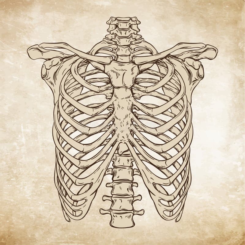 Rib Cage Drawing Stock Illustrations 396 Rib Cage Drawing Stock 