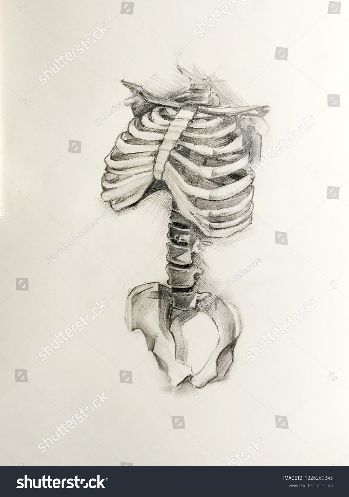 Rib Cage Sketch Anatomy Realistic Stock Illustration 1226269345 