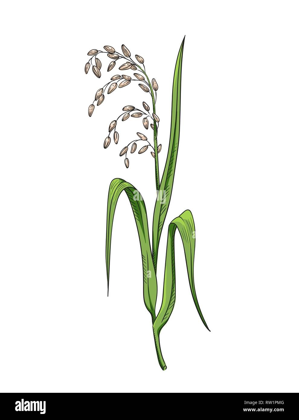 Rice Plant Drawing Stock Vector Images Alamy
