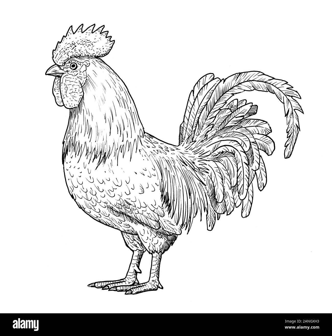 Rooster Drawing Black And White Stock Photos U0026 Images Alamy