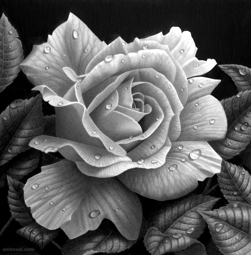 Rose Drawing Stephen Ainsworth 2 Full Image
