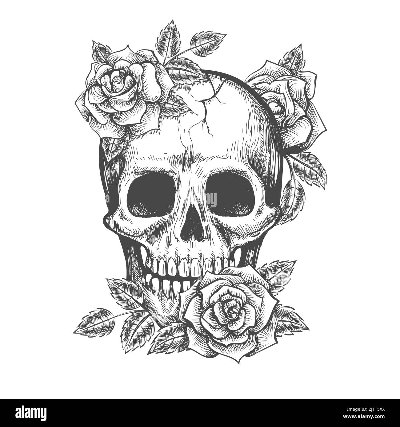 Roses Skull Sketch Stock Vector Image U0026 Art Alamy
