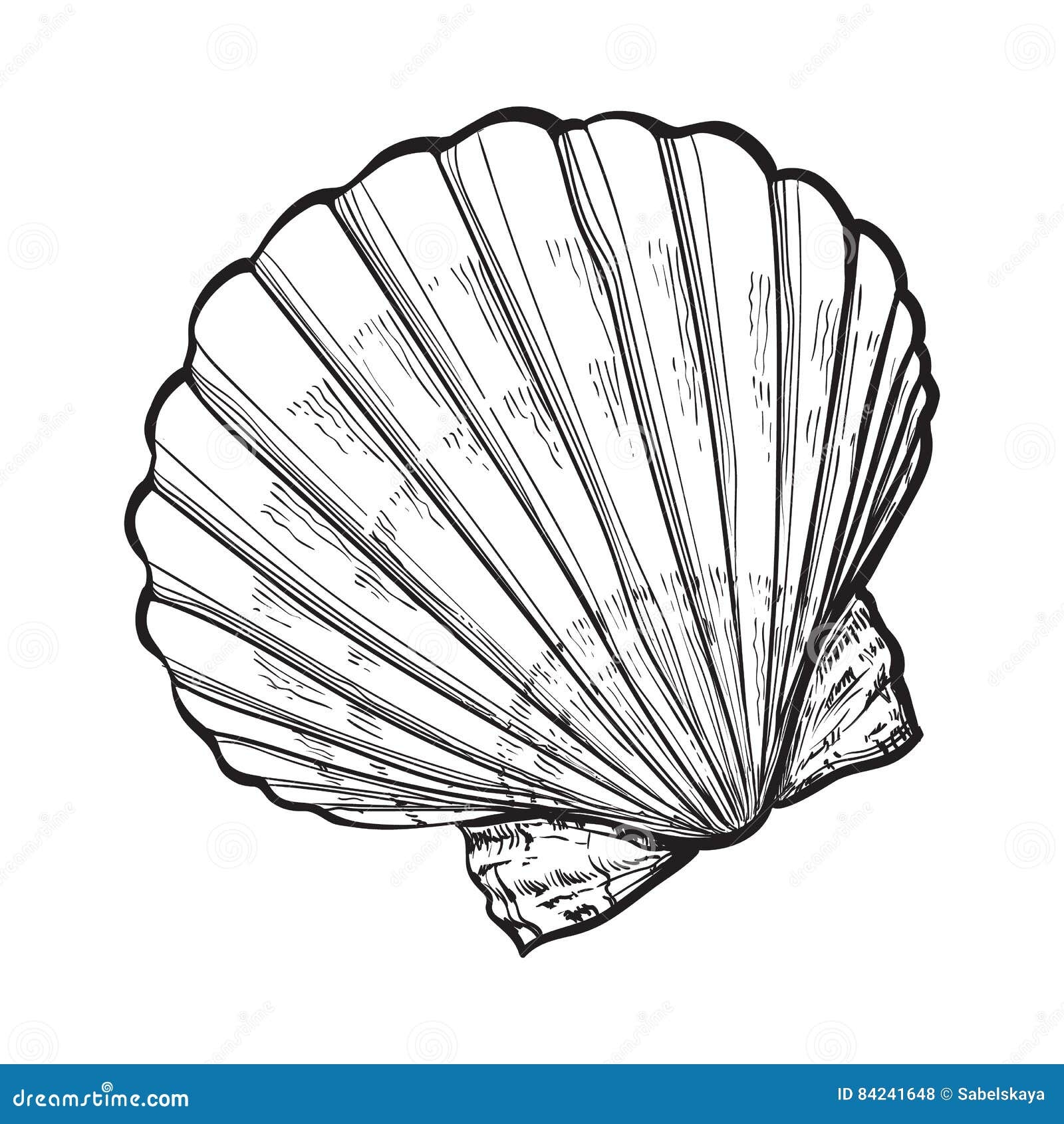 Saltwater Scallop Sea Shell Isolated Sketch Style Vector Illustration Stock Vector Illustration Of Object Food 84241648