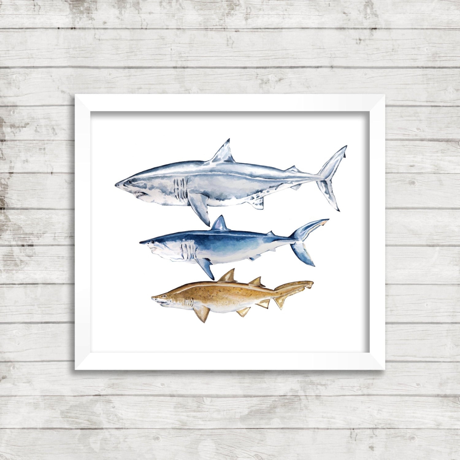 scientific shark drawing