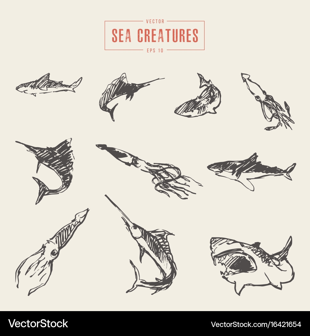 Sea Creature Sketch Collection Royalty Free Vector Image