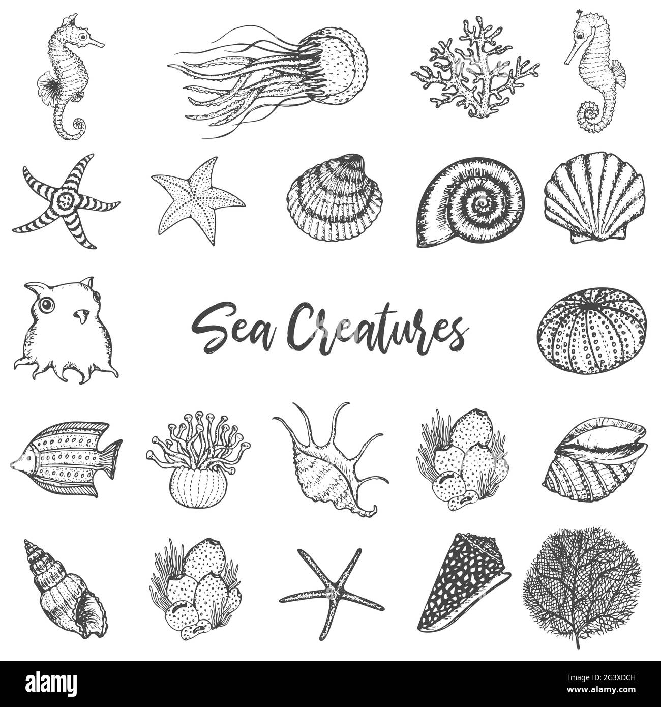Sea Creatures Drawing Black And White Stock Photos U0026 Images Alamy