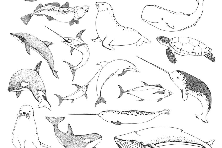 Sea Creatures Drawing Cut Out Stock Images U0026 Pictures Alamy