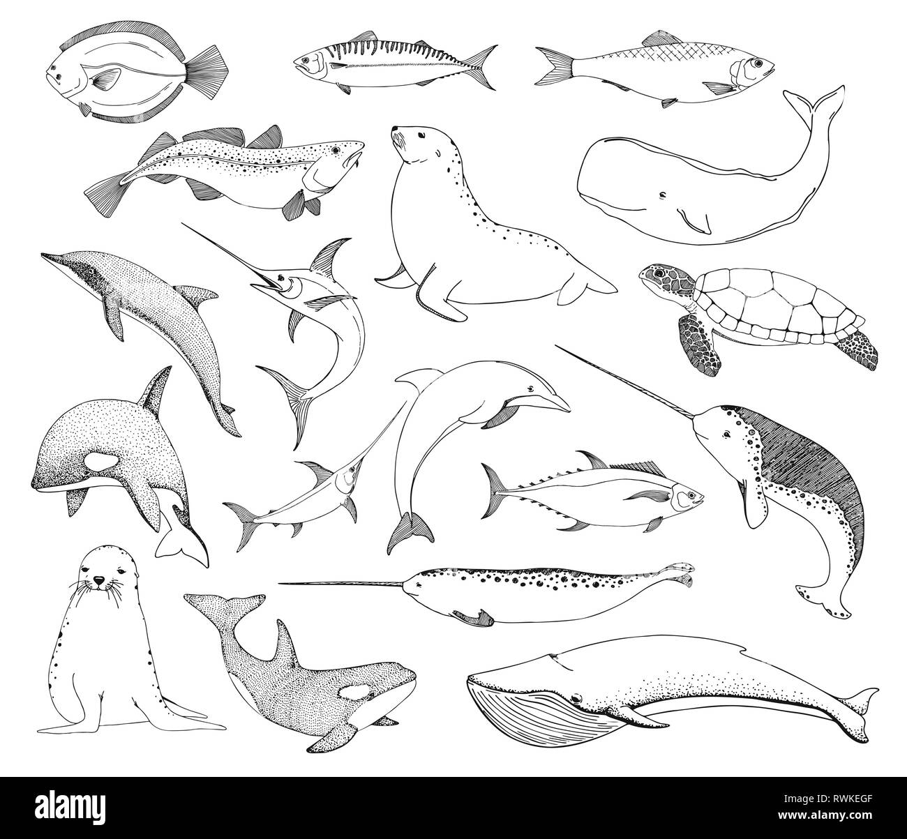 Sea Creatures Drawing Cut Out Stock Images U0026 Pictures Alamy