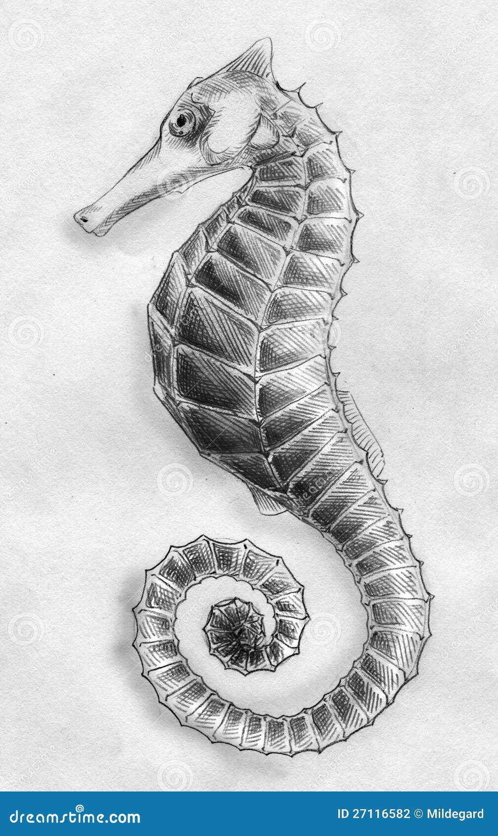 Sea Horse Pencil Sketch Stock Illustration Illustration Of Animal 27116582