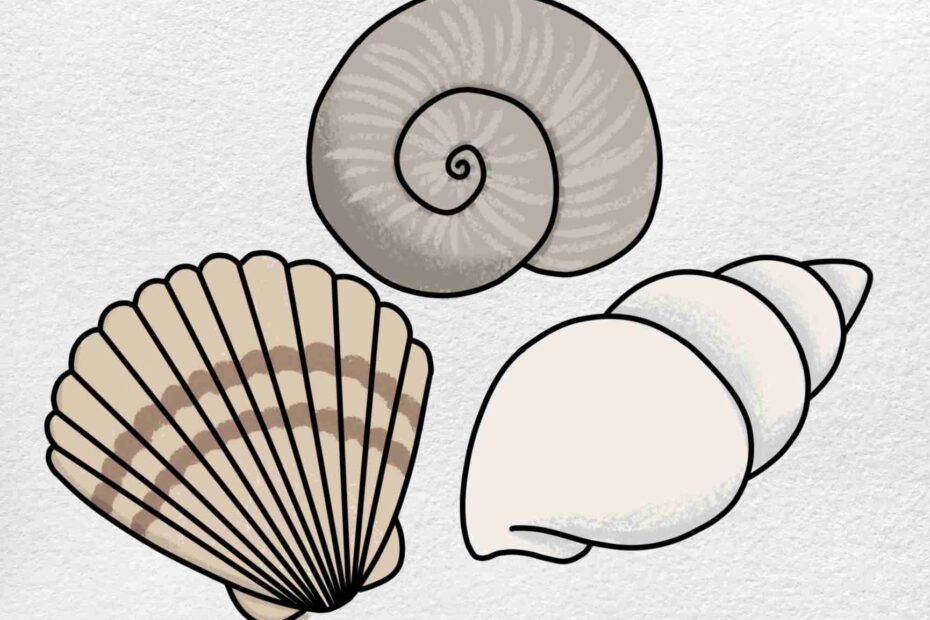 Sea Shell Drawing HelloArtsy