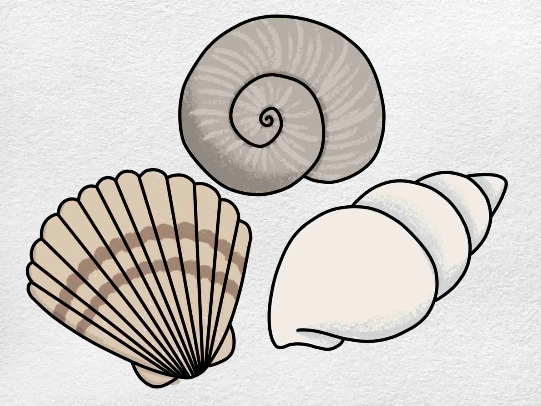 Sea Shell Drawing HelloArtsy