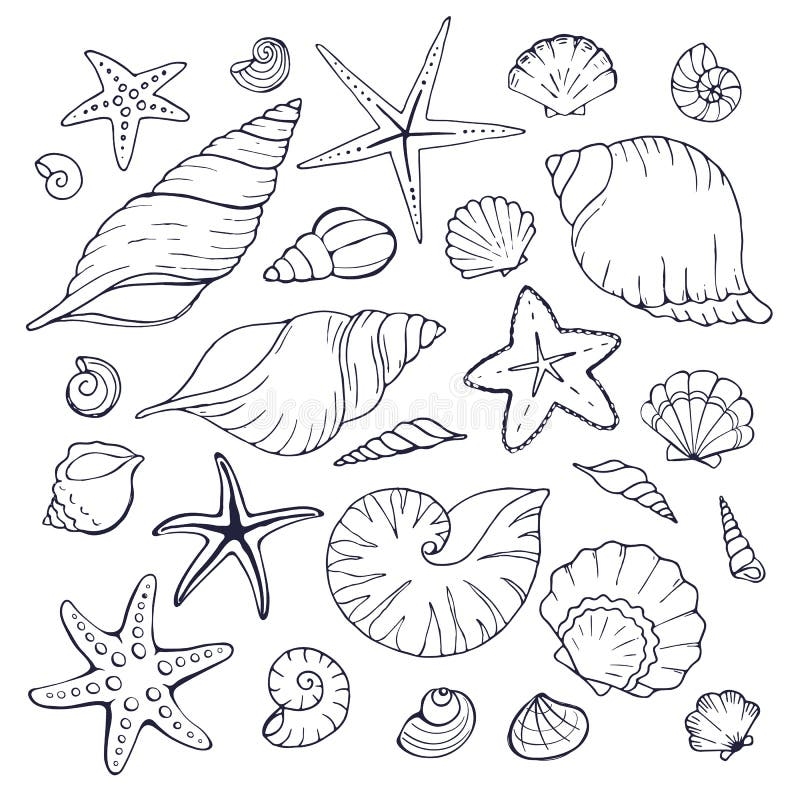 Sea Shells Coloring Stock Illustrations 1 057 Sea Shells 