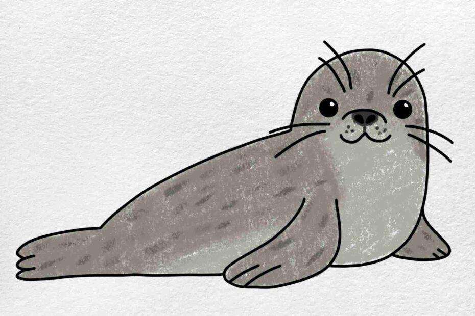 Seal Drawing HelloArtsy