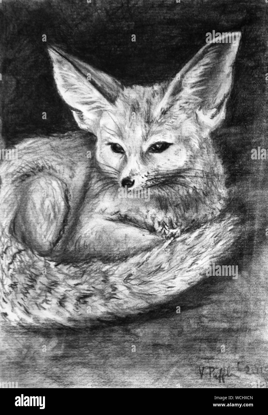 Search Results Web Results Charcoal Drawing Fennec Fox Vulpes 
