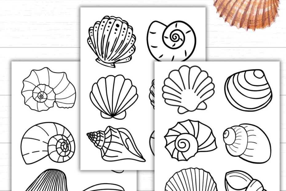 Seashell Coloring Pages Printable Seashell Templates To Color And Cut Ocean Theme Bulletin Board Decor Beach Craft For Kids Etsy