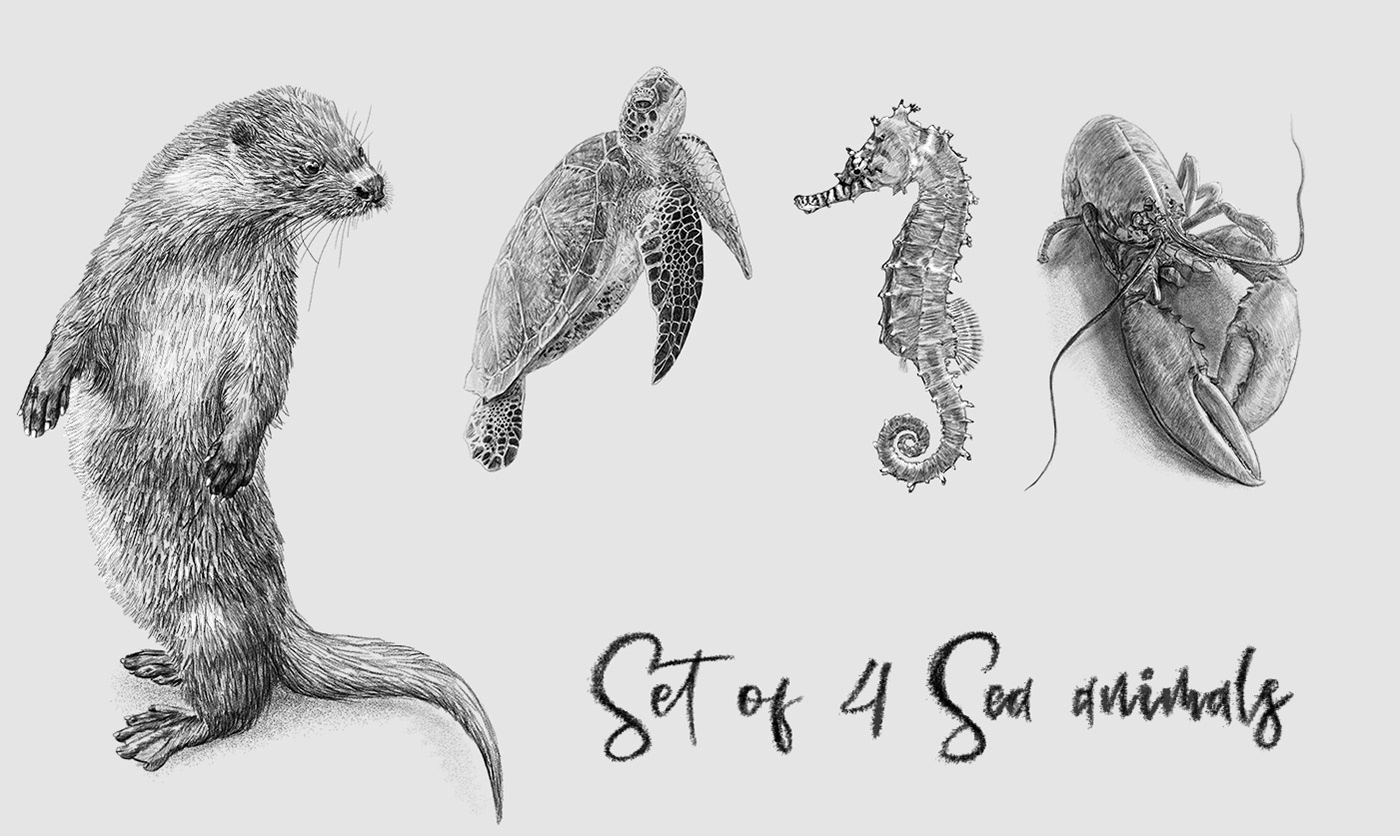 Set Of 4 Sea Animals Drawings Behance